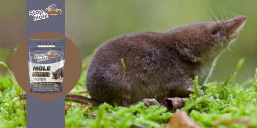 Stop Mole-Behandlung: Für alle Bodenarten und Klimazonen geeignet?