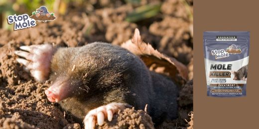 Ist die Anwendung der Stop Mole Behandlung für Anfänger im Gartenbau einfach?