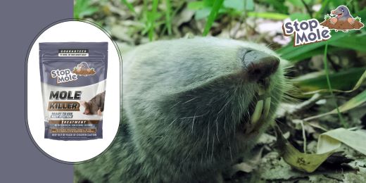 Ist die Stop-Mole-Behandlung auf chemisch behandelten Rasenflächen wirksam?